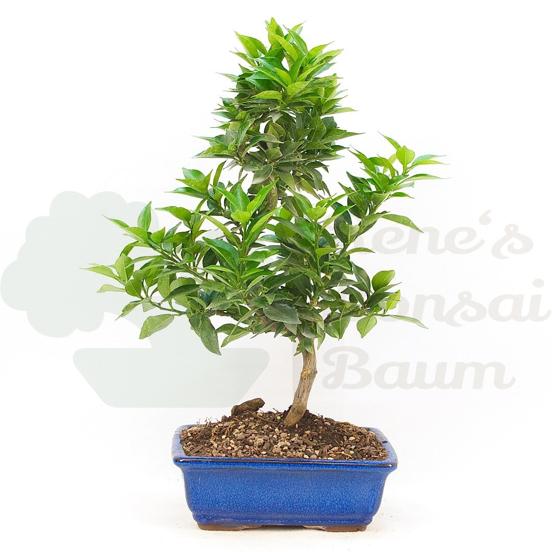 Bitterorange 'Citrus myrtifolia'